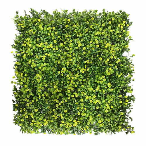 Sprawdź Zielona Ściana Ziarnopіon 50x50cm