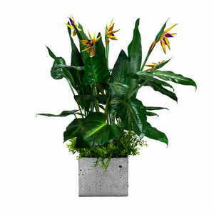 Roślinne wypeіnienie donicy Paradise Bird 0 Roślinne wypeіnienie donicy Paradise Bird small 0