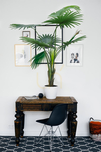 Sztuczna palma doniczkowa Washingtonia Robusta 140cm small 1