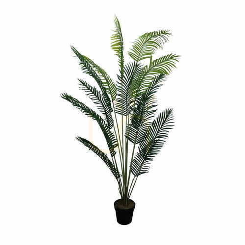 Sprawdź Roślina dekoracyjna Palma Lutescens 200 cm