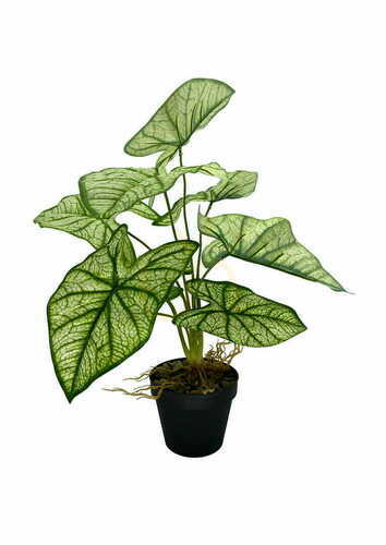 Sprawdź Sztuczna Roślina Syngonium 54 cm
