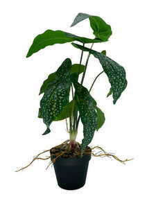 Sztuczna roślina Begonia 35 cm liście tekstylne doniczka produkcyjna Green Designers GD 3443 small 2