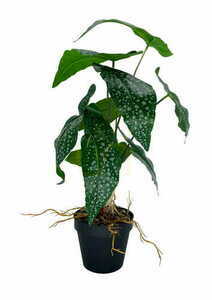 Sztuczna roślina Begonia 35 cm liście tekstylne doniczka produkcyjna Green Designers GD 3443 small 3
