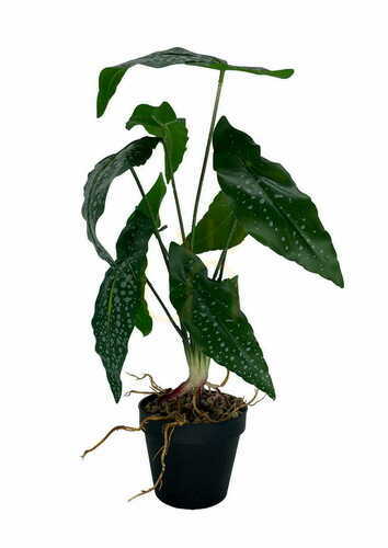 Sprawdź Sztuczna Roślina Begonia 35 cm