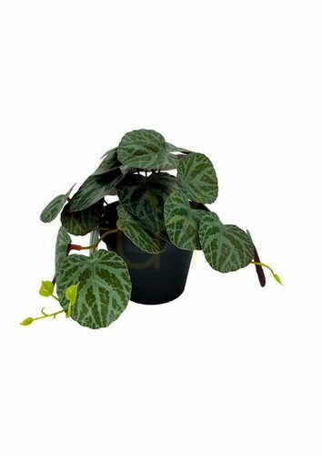 Sprawdź Sztuczna Roślina Pilea 19 cm