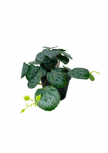 Sprawdź Sztuczna Roślina Pilea 20 cm