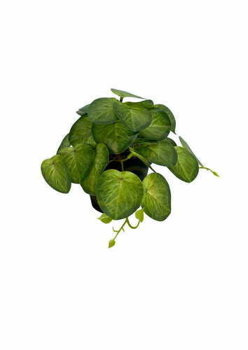 Sprawdź Sztuczna Roślina Pilea 19 cm