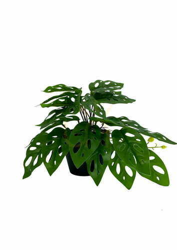Sprawdź Sztuczna Roślina Monstera Monkey 25 cm