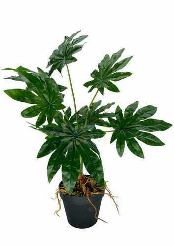 Sprawdź Sztuczna Roślina Aralia 55 cm