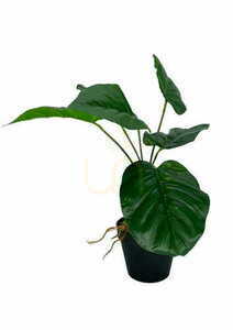 Sztuczna Roślina Maranta 36 cm 3 Sztuczna Roślina Maranta 36 cm small 3
