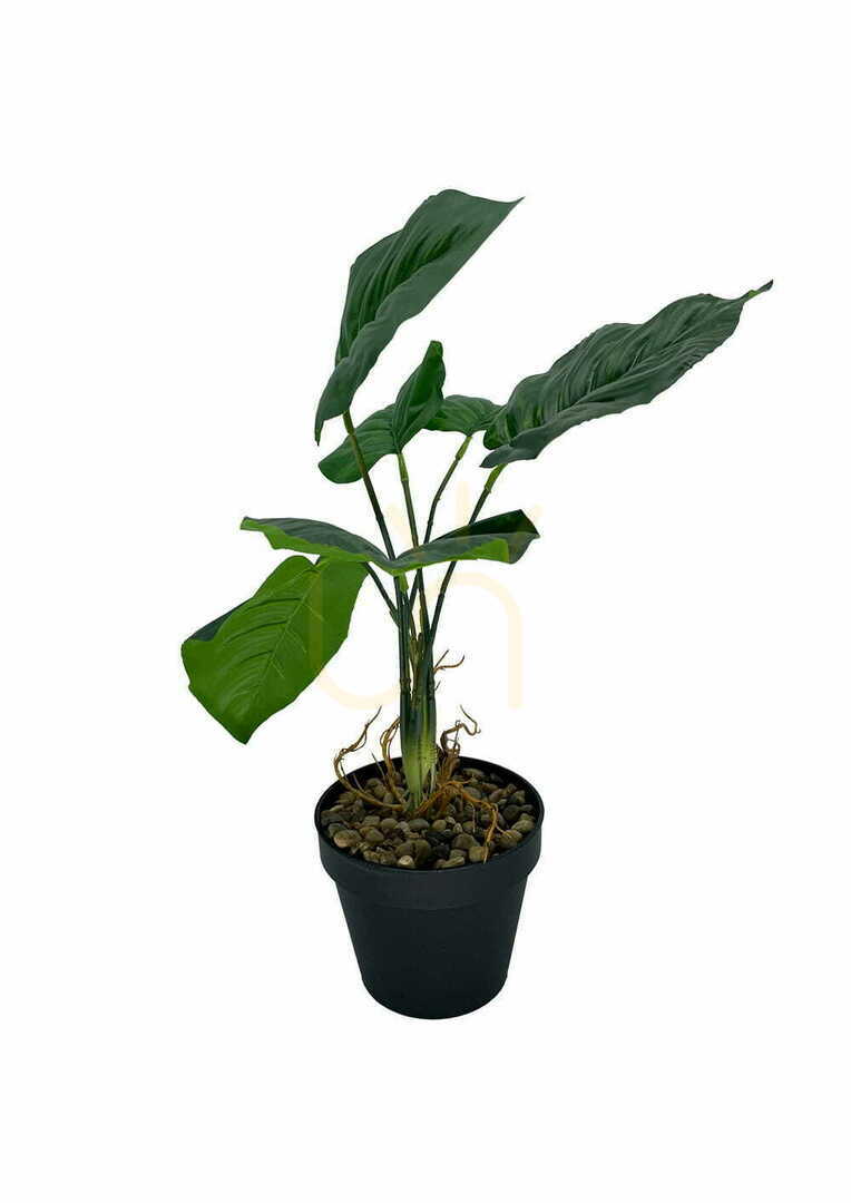 Pokaż Sztuczna Roślina Maranta 36 cm Sztuczna Roślina Maranta 36 cm