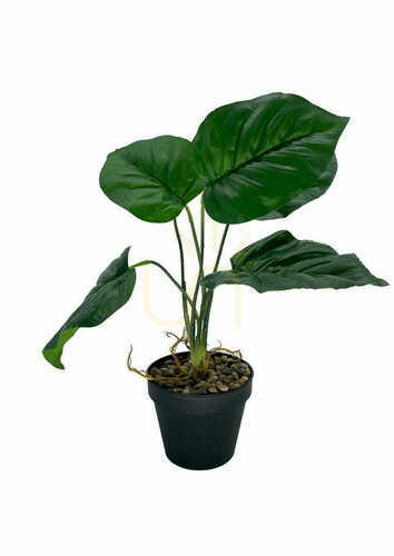 Sprawdź Sztuczna Roślina Maranta 36 cm
