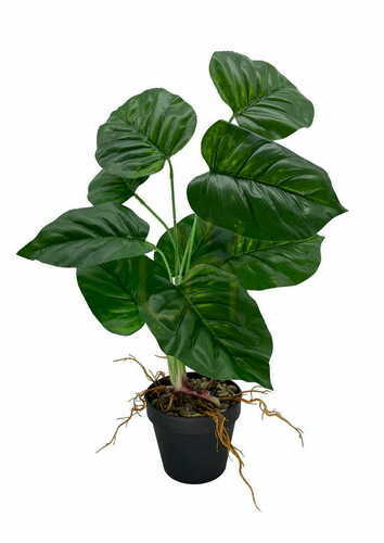 Sprawdź Sztuczna Roślina Maranta 44 cm