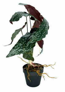Sztuczna Roślina Begonia Rosie 47 cm 3 Sztuczna Roślina Begonia Rosie 47 cm small 3