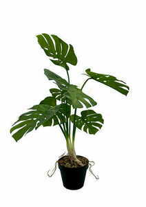 Sztuczna Roślina Monstera 65 cm small 3