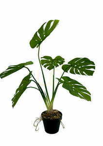 Sztuczna Roślina Monstera 65 cm small 4