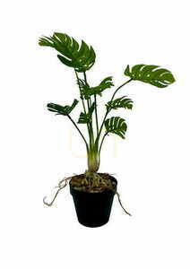 Sztuczna Roślina Monstera 53 cm 2 Sztuczna Roślina Monstera 53 cm small 2