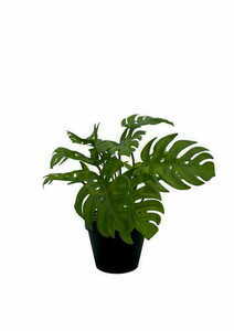 Sztuczna Roślina Monstera 20 cm small 2