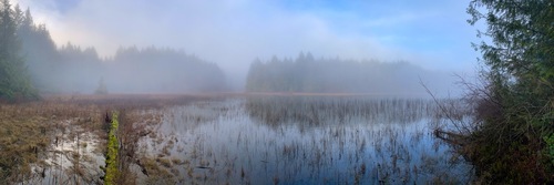 Sprawdź Fototapeta jeziorko w lesie we mgle, Bongripper Pond - Shawnigan - Kanada