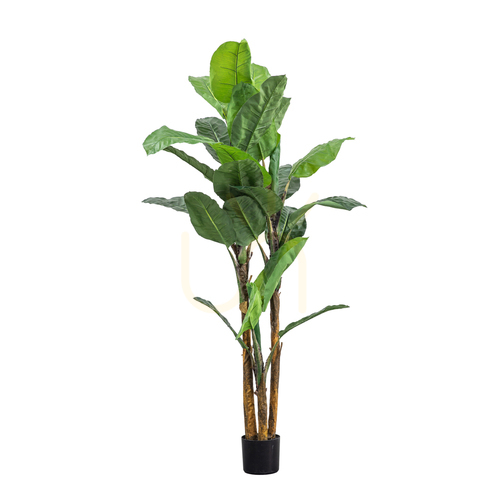 Sprawdź Sztuczna palma bananowa Gallery Direct 203 cm zielona 5059413693960