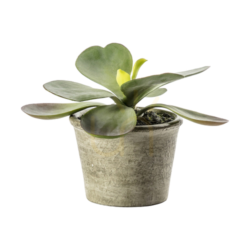 Sprawdź Sztuczne Kalanchoe w doniczce zielone Gallery Direct 15 cm