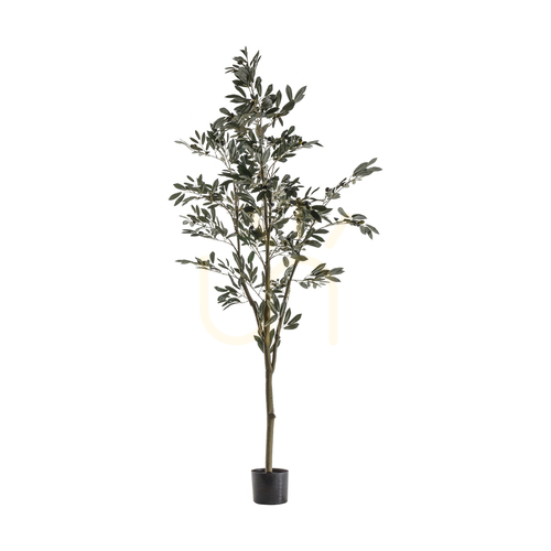 Sprawdź Drzewko oliwne Gallery Direct 182 cm zielone 5059413399848