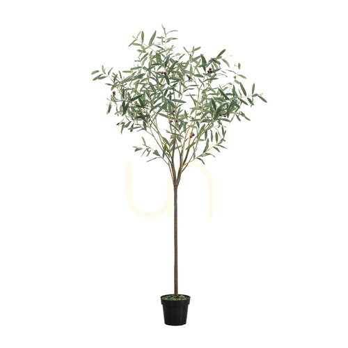 Sprawdź Sztuczne drzewko oliwne Gallery Direct zielone 172 cm 5059413698620
