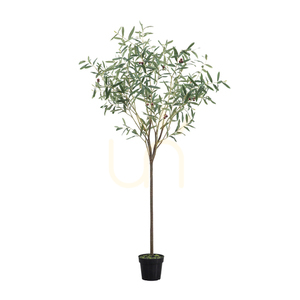 Sztuczne drzewko oliwne Gallery Direct zielone 172 cm 5059413698620 0 Sztuczne drzewko oliwne Gallery Direct zielone 172 cm 5059413698620 small 0