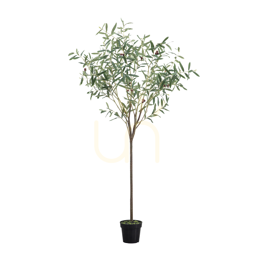 Sprawdź Sztuczne drzewko oliwne Gallery Direct zielone 172 cm 5059413698620 Sztuczne drzewko oliwne Gallery Direct zielone 172 cm 5059413698620