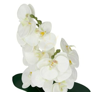 Roślina Doniczkowa Storczyk 6400 38 Cm small 1