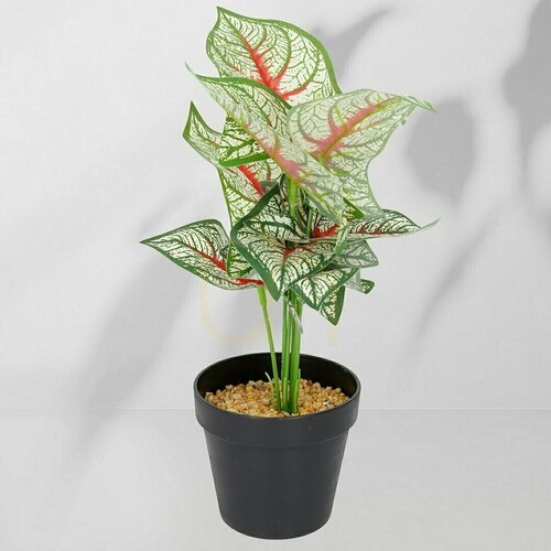 Sprawdź Roślina Doniczkowa Kaladium 6403 35 Cm