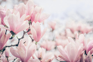 Fototapeta kwiaty, różowa magnolia, wiosna, fototapeta do sypialni 0 Fototapeta kwiaty, różowa magnolia, wiosna, fototapeta do sypialni small 0